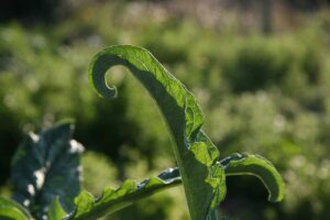 Curly cucumber leaf