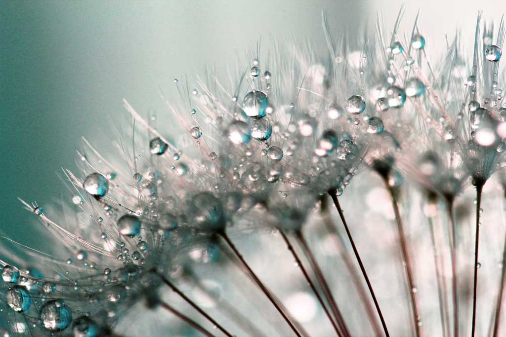 Dandelion with water droplets