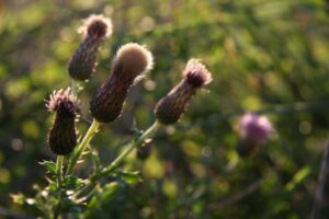 Thistle
