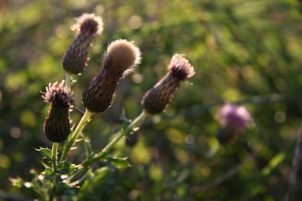 Thistle