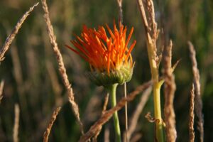 Orange flower