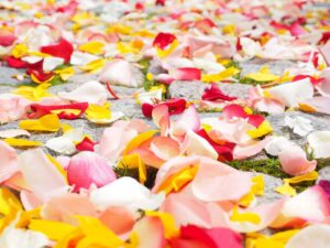 Yellow Pink and white petals