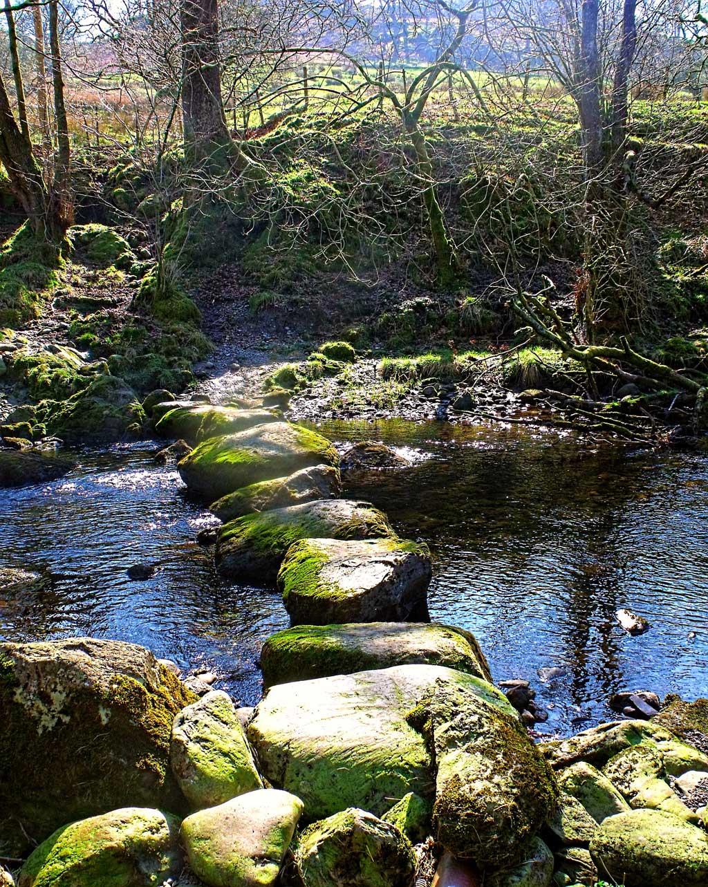 brook with mossy rocks in sun