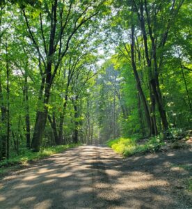 Forest road with sunlight filtering through leaves