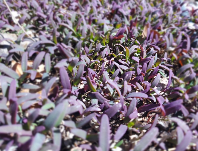 bed of tiny purplish plants sprouting growing