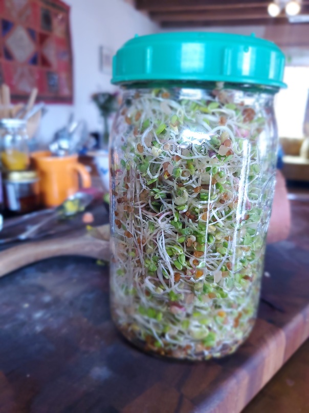 large mason jar filled with green and brown sprouts