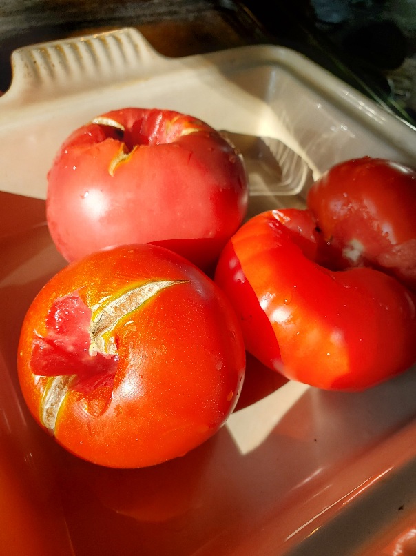 cored red tomatoes in baking dish in a patch of sun