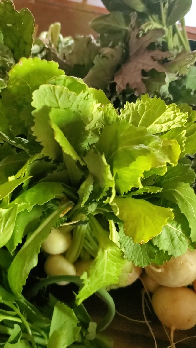 radish leaf bouquet with other veggies nearby
