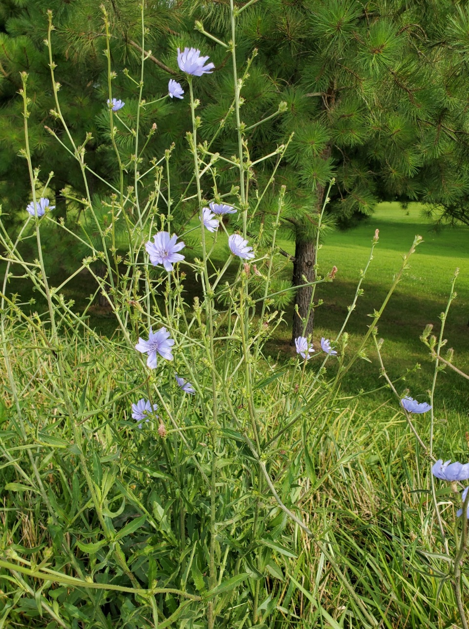 periwinkle colored blue flax flowers closeup and pine tree in background, missouri