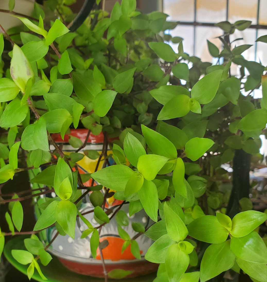 green houseplant vine leaves